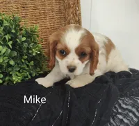 Mike, a male Cavalier King Charles Spaniel for sale in Willow Street, PA – Photo 2 of 6