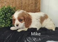Mike, a male Cavalier King Charles Spaniel for sale in Willow Street, PA – Photo 3 of 6