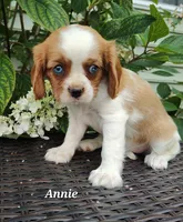 Annie, a female Cavalier King Charles Spaniel for sale in Willow Street, PA – Photo 3 of 3