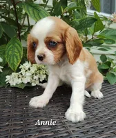 Annie, a female Cavalier King Charles Spaniel for sale in Willow Street, PA – Photo 2 of 3