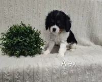 Alex, a male Cavalier King Charles Spaniel for sale in Willow Street, PA – Photo 3 of 3