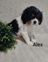 Alex, a male Cavalier King Charles Spaniel for sale in Willow Street, PA – Photo 2 of 3