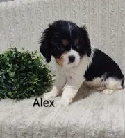 Alex, a male Cavalier King Charles Spaniel for sale in Willow Street, PA – Photo 1 of 3