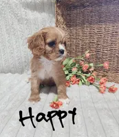 Happy, a female Cavalier King Charles Spaniel for sale in Willow Street, PA – Photo 6 of 6