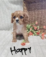 Happy, a female Cavalier King Charles Spaniel for sale in Willow Street, PA – Photo 3 of 6