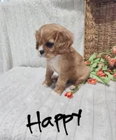 Happy, a female Cavalier King Charles Spaniel for sale in Willow Street, PA – Photo 1 of 6