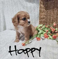 Happy, a female Cavalier King Charles Spaniel for sale in Willow Street, PA – Photo 2 of 6