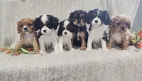 Happy, a female Cavalier King Charles Spaniel for sale in Willow Street, PA – Photo 4 of 6