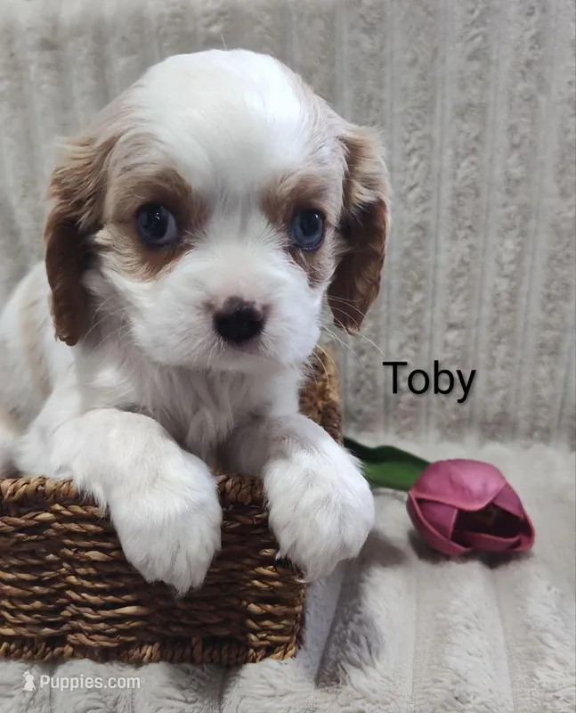 Toby