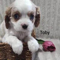 Toby, a male Cavalier King Charles Spaniel for sale in Willow Street, PA – Photo 1 of 6