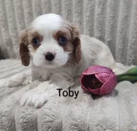 Toby, a male Cavalier King Charles Spaniel for sale in Willow Street, PA – Photo 4 of 6