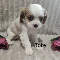 Toby, a male Cavalier King Charles Spaniel for sale in Willow Street, PA – Photo 6 of 6
