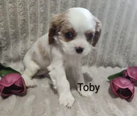 Toby, a male Cavalier King Charles Spaniel for sale in Willow Street, PA – Photo 6 of 6