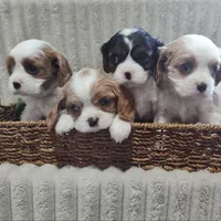 Toby, a male Cavalier King Charles Spaniel for sale in Willow Street, PA – Photo 2 of 6