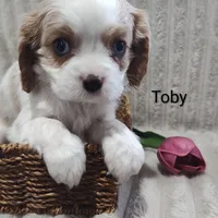 Toby, a male Cavalier King Charles Spaniel for sale in Willow Street, PA – Photo 5 of 6
