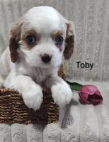 Toby, a male Cavalier King Charles Spaniel for sale in Willow Street, PA – Photo 5 of 6