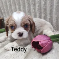 Toby, a male Cavalier King Charles Spaniel for sale in Willow Street, PA – Photo 3 of 6