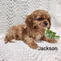 Jackson , a male Cavalier King Charles Spaniel for sale in Willow Street, PA – Photo 5 of 7
