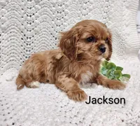 Jackson , a male Cavalier King Charles Spaniel for sale in Willow Street, PA – Photo 5 of 7