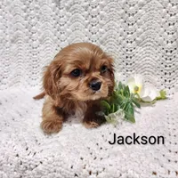 Jackson , a male Cavalier King Charles Spaniel for sale in Willow Street, PA – Photo 4 of 7