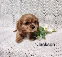 Jackson , a male Cavalier King Charles Spaniel for sale in Willow Street, PA – Photo 4 of 7