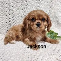 Jackson , a male Cavalier King Charles Spaniel for sale in Willow Street, PA – Photo 2 of 7