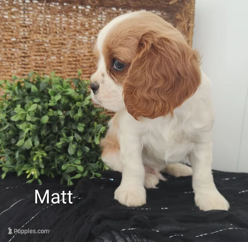 Matt – Cavalier King Charles Spaniel puppy for sale in Willow Street, PA