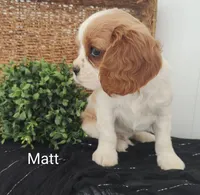 Matt, a male Cavalier King Charles Spaniel for sale in Willow Street, PA – Photo 1 of 7