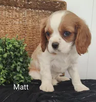 Matt, a male Cavalier King Charles Spaniel for sale in Willow Street, PA – Photo 6 of 7