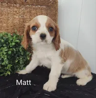 Matt, a male Cavalier King Charles Spaniel for sale in Willow Street, PA – Photo 5 of 7