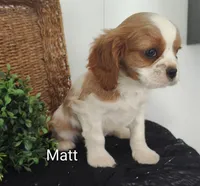 Matt, a male Cavalier King Charles Spaniel for sale in Willow Street, PA – Photo 4 of 7