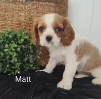Matt, a male Cavalier King Charles Spaniel for sale in Willow Street, PA – Photo 3 of 7