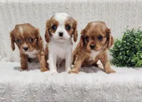Samson, a male Cavalier King Charles Spaniel for sale in Willow Street, PA – Photo 6 of 6