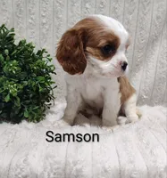 Samson, a male Cavalier King Charles Spaniel for sale in Willow Street, PA – Photo 2 of 6