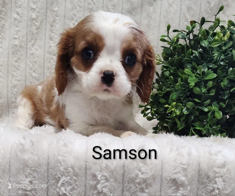 Samson