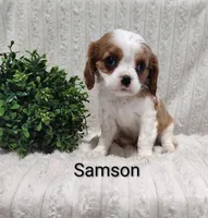 Samson, a male Cavalier King Charles Spaniel for sale in Willow Street, PA – Photo 3 of 6