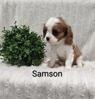 Samson, a male Cavalier King Charles Spaniel for sale in Willow Street, PA – Photo 4 of 6