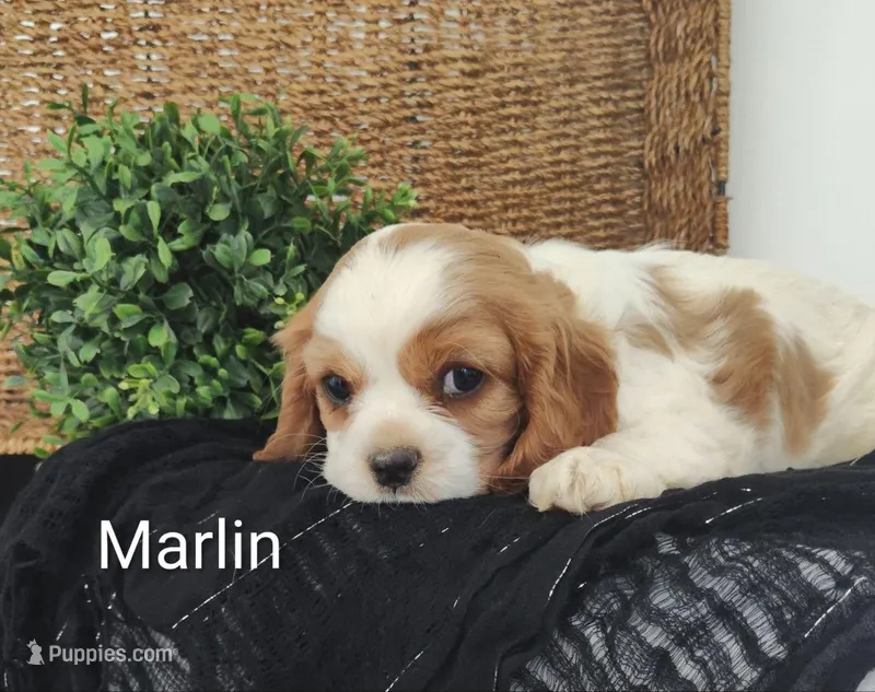 Marlin  – Cavalier King Charles Spaniel puppy for sale in Willow Street, PA