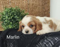 Marlin , a male Cavalier King Charles Spaniel for sale in Willow Street, PA – Photo 1 of 8