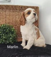 Marlin , a male Cavalier King Charles Spaniel for sale in Willow Street, PA – Photo 2 of 8