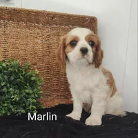 Marlin , a male Cavalier King Charles Spaniel for sale in Willow Street, PA – Photo 6 of 8