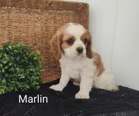 Marlin , a male Cavalier King Charles Spaniel for sale in Willow Street, PA – Photo 5 of 8