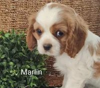 Marlin , a male Cavalier King Charles Spaniel for sale in Willow Street, PA – Photo 4 of 8