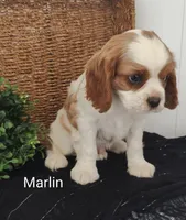 Marlin , a male Cavalier King Charles Spaniel for sale in Willow Street, PA – Photo 3 of 8