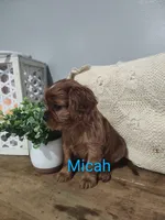 Micah, a male Cavalier King Charles Spaniel for sale in Willow Street, PA – Photo 3 of 6