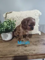 Micah, a male Cavalier King Charles Spaniel for sale in Willow Street, PA – Photo 2 of 6