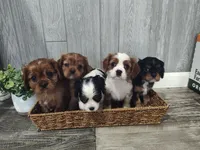 Micah, a male Cavalier King Charles Spaniel for sale in Willow Street, PA – Photo 4 of 6