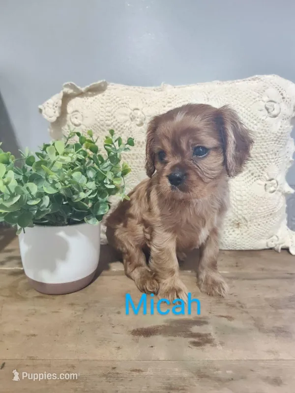 Micah, a male Cavalier King Charles Spaniel for sale in Willow Street, PA – Photo 1 of 6