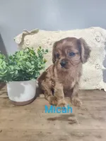 Micah, a male Cavalier King Charles Spaniel for sale in Willow Street, PA – Photo 1 of 6