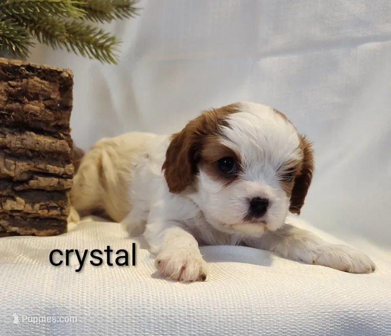 Chrystal